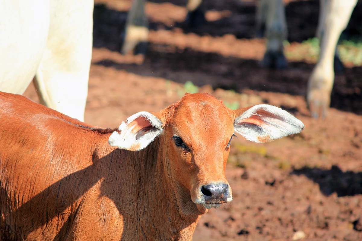 cattle brown cattle on focus photography cow