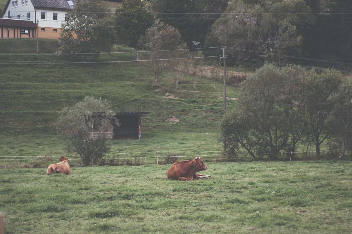 cattle brown cattle on green field cow