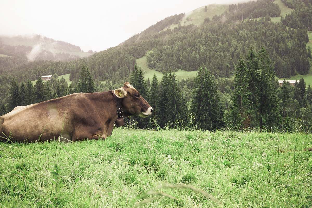 cattle brown cattle on green grass cow