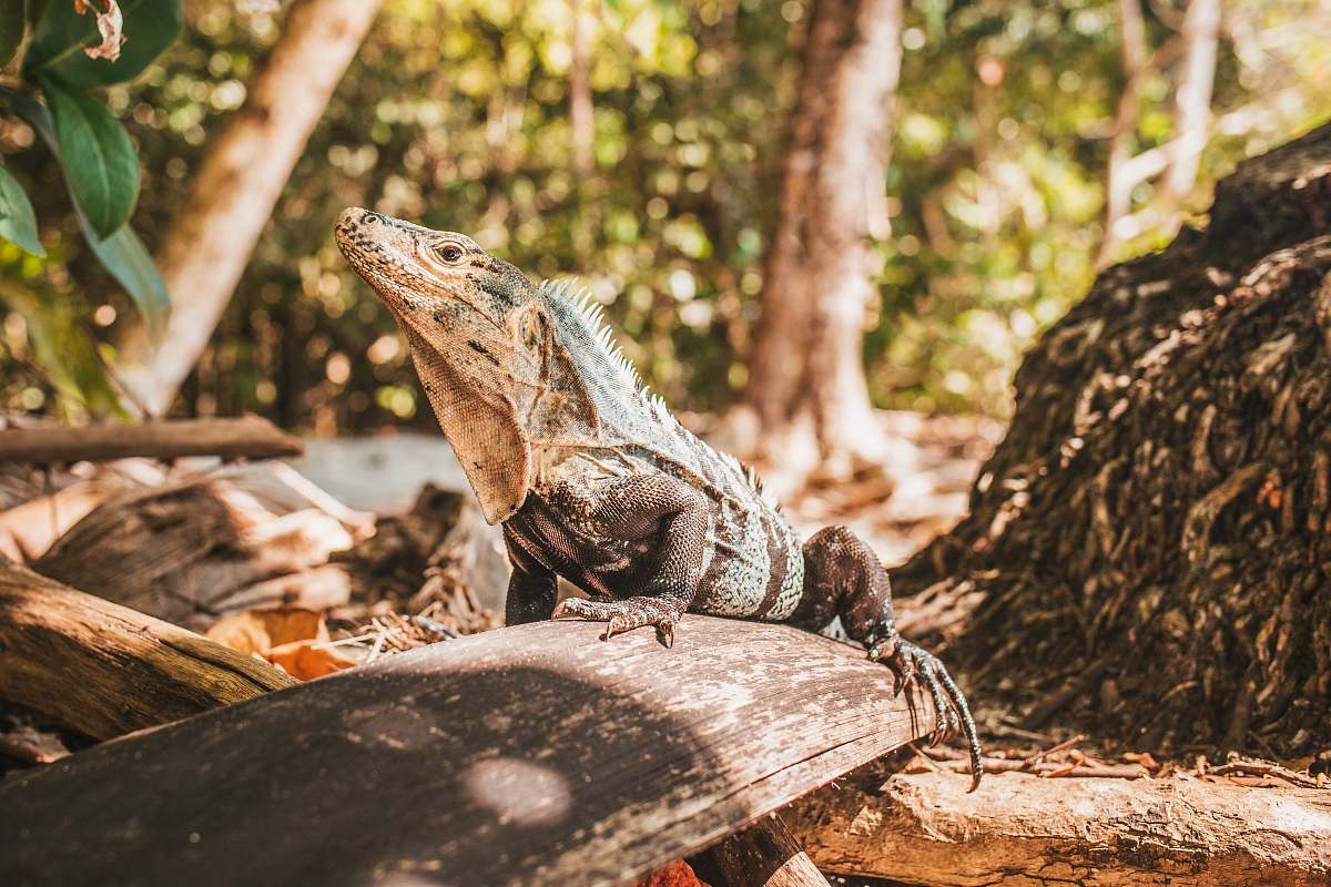 reptile brown comodo dragon on tree log lizard