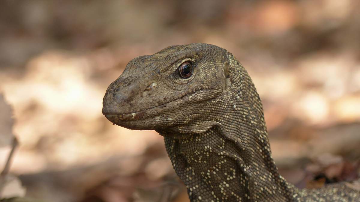 reptile brown Comodo Dragon lizard