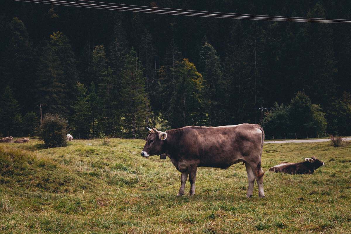 mammal brown cow near trees during daytime cattle