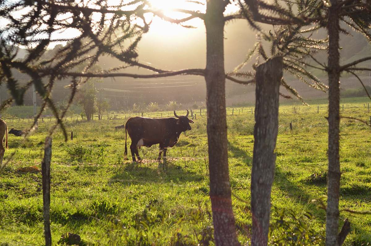 cattle brown cow on field cow