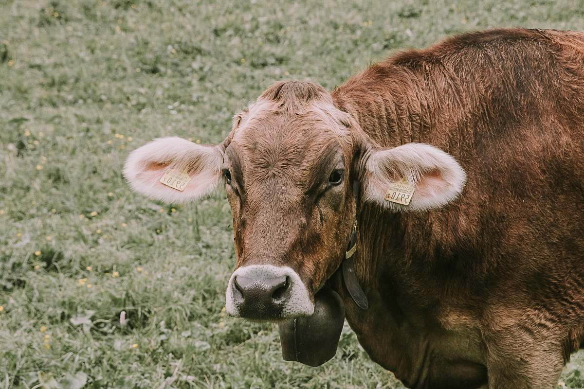 cattle brown cow standing on green grass field cow