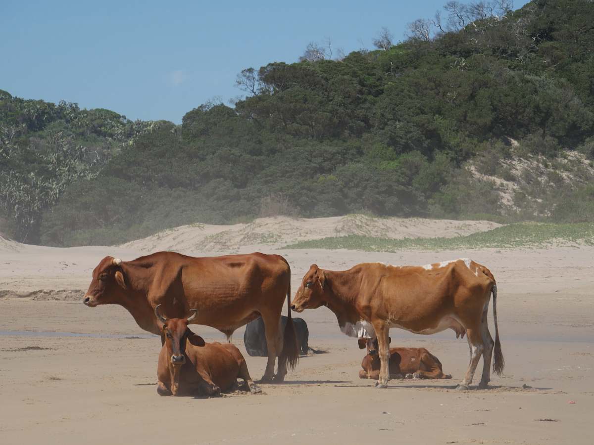 cattle brown cows photo cow