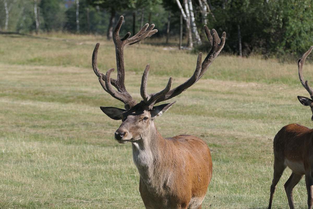 antelope brown deer mammal