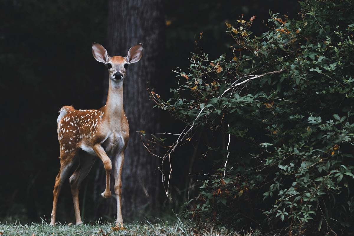 wildlife brown deer beside plants deer