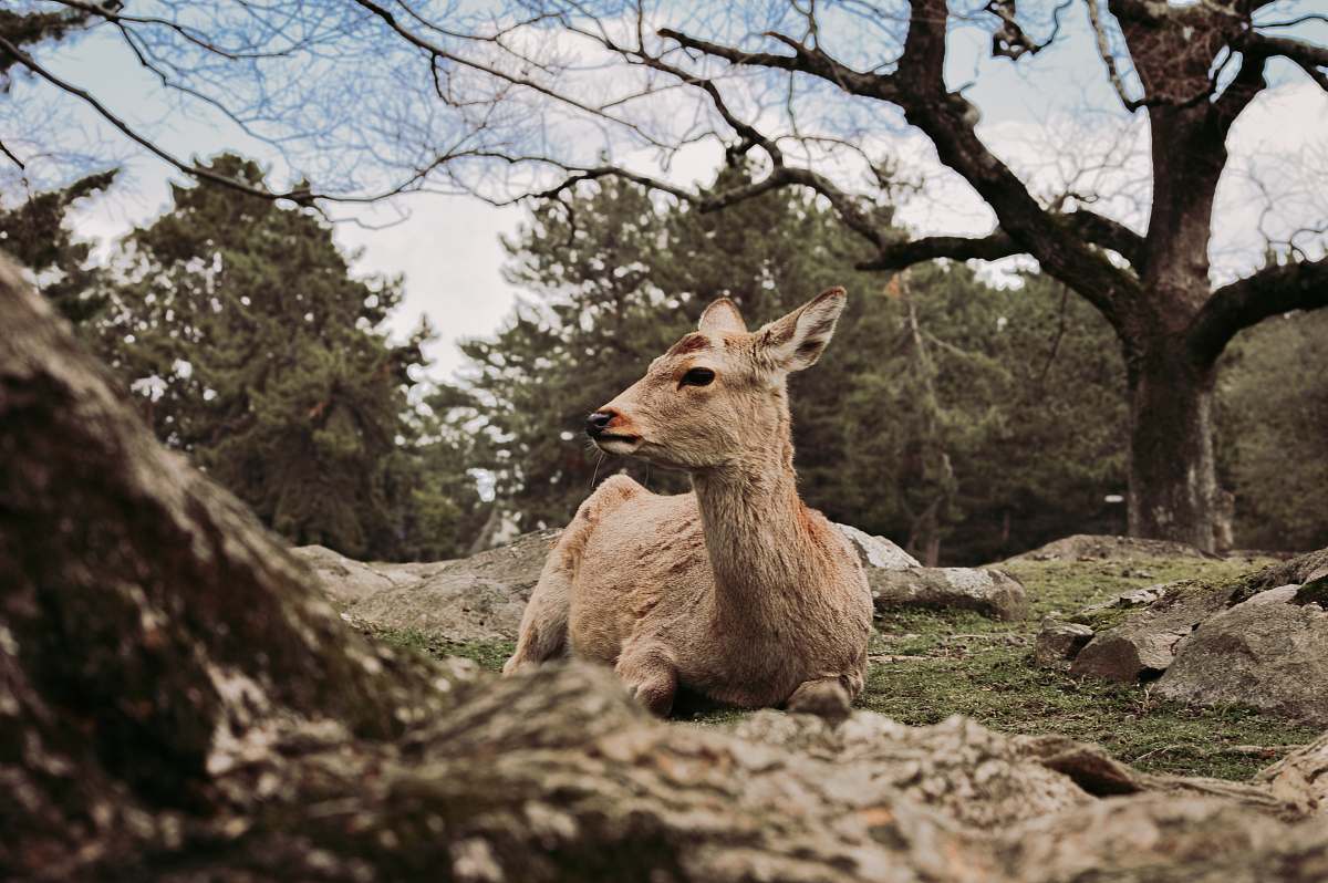mammal brown deer during daytime kangaroo
