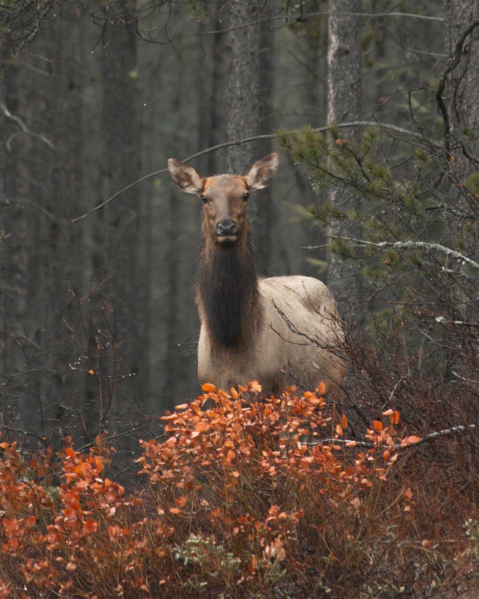elk brown deer deer