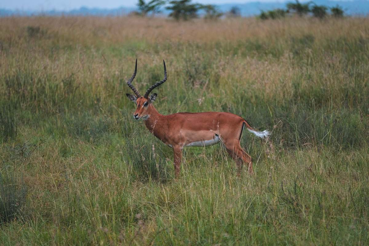 mammal brown deer in field during daytime antelope