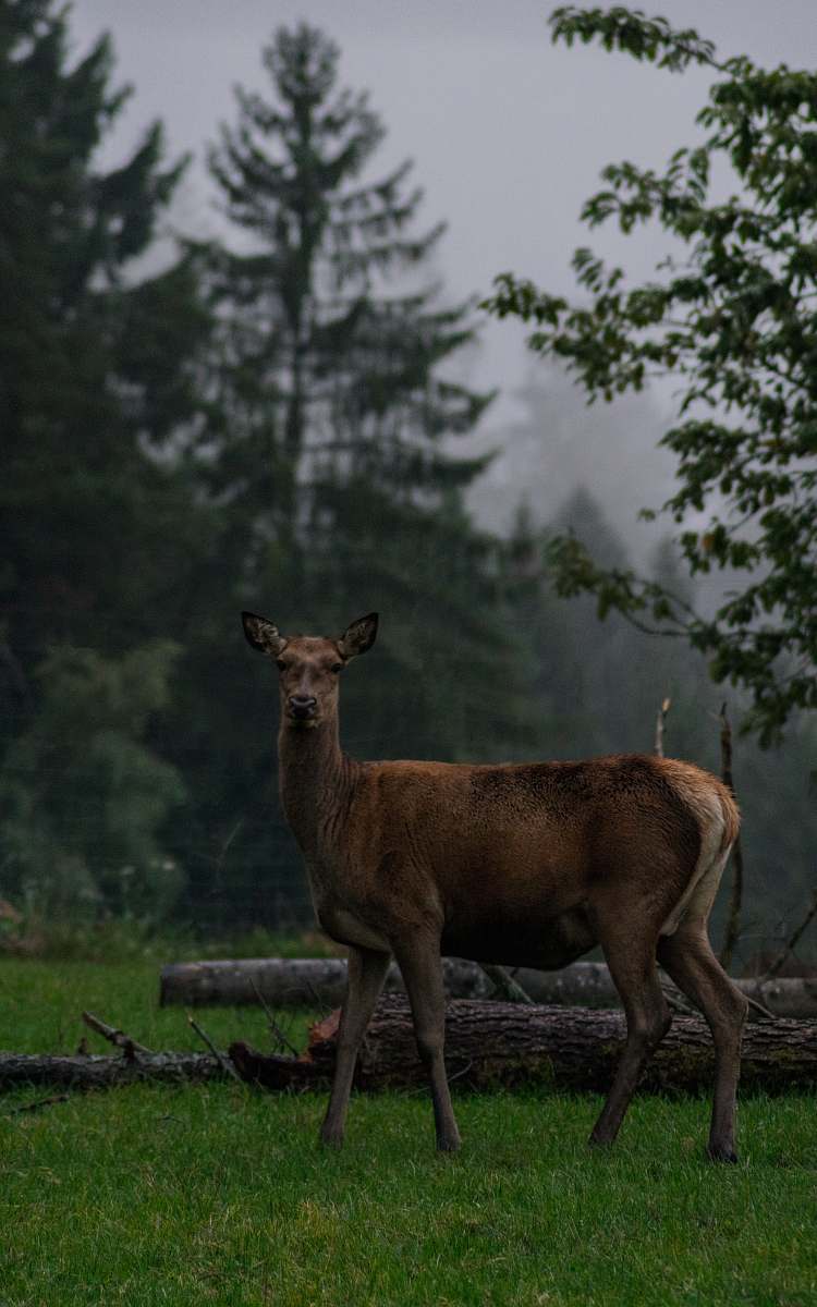 antelope brown deer in green field near cu logs surrounded with tall and green trees during daytime wildlife