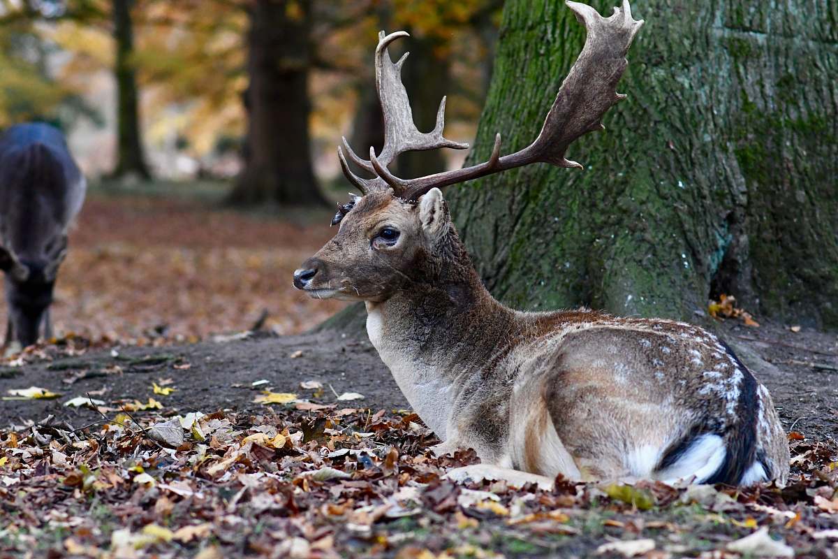 mammal brown deer lying on brown leaves kangaroo