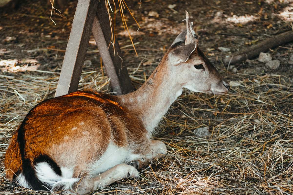 mammal brown deer lying on the ground kangaroo