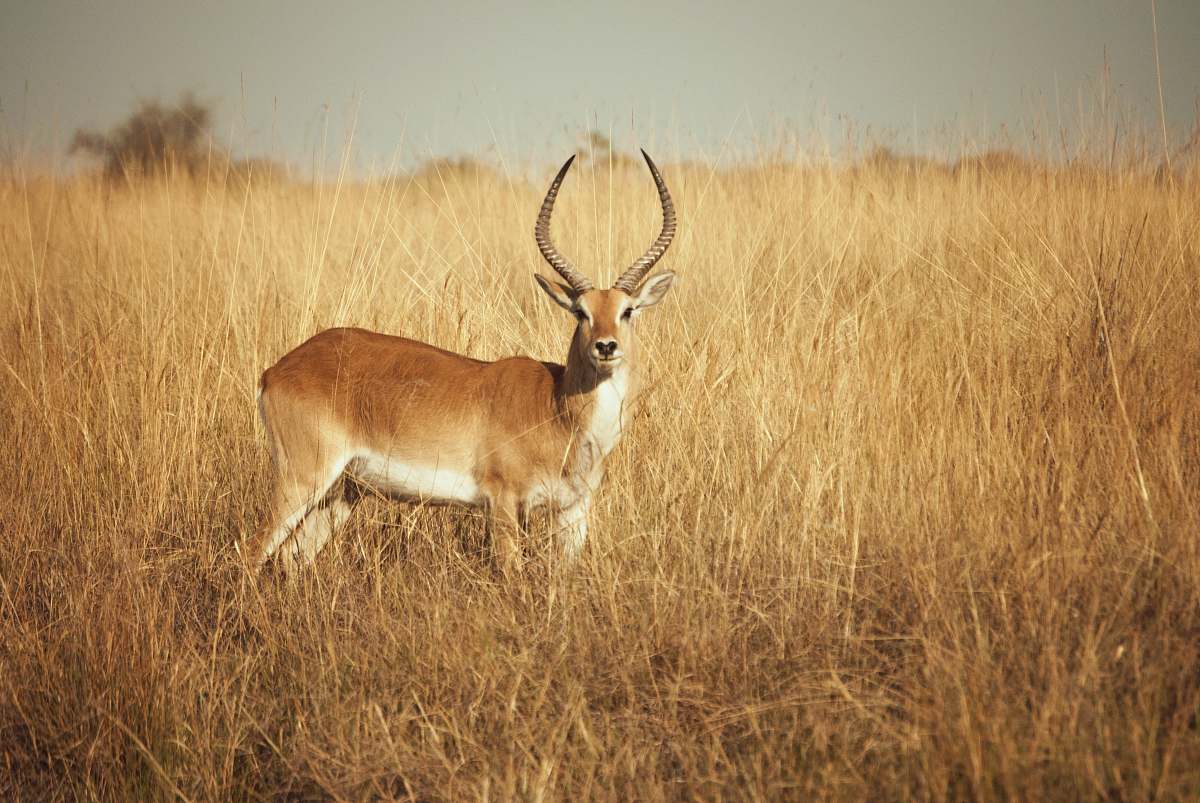 wildlife brown deer on brown open field during daytime antelope