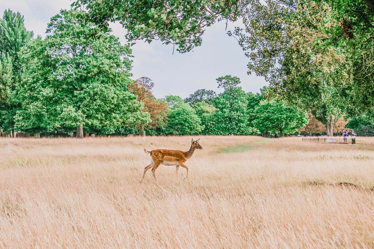 wildlife brown deer on grass field antelope