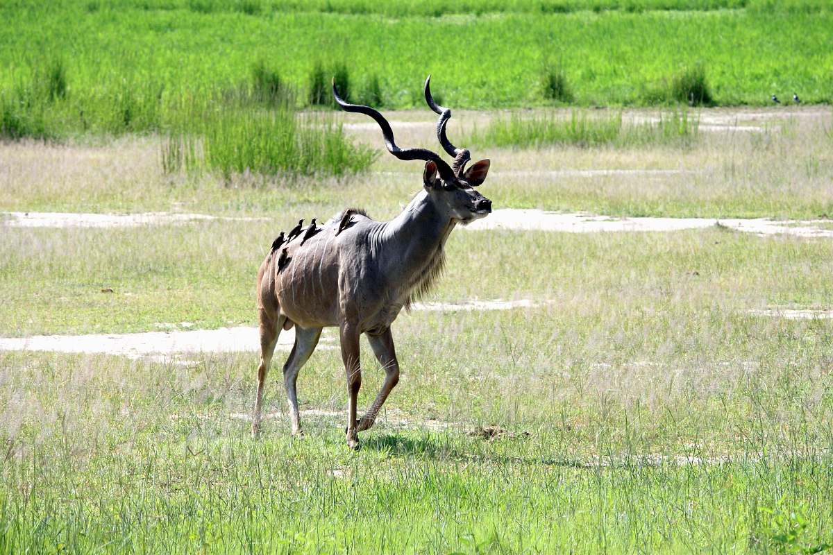 mammal brown deer on green grass field antelope