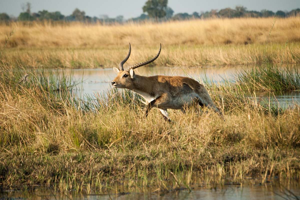 antelope brown deer running on brown field wildlife