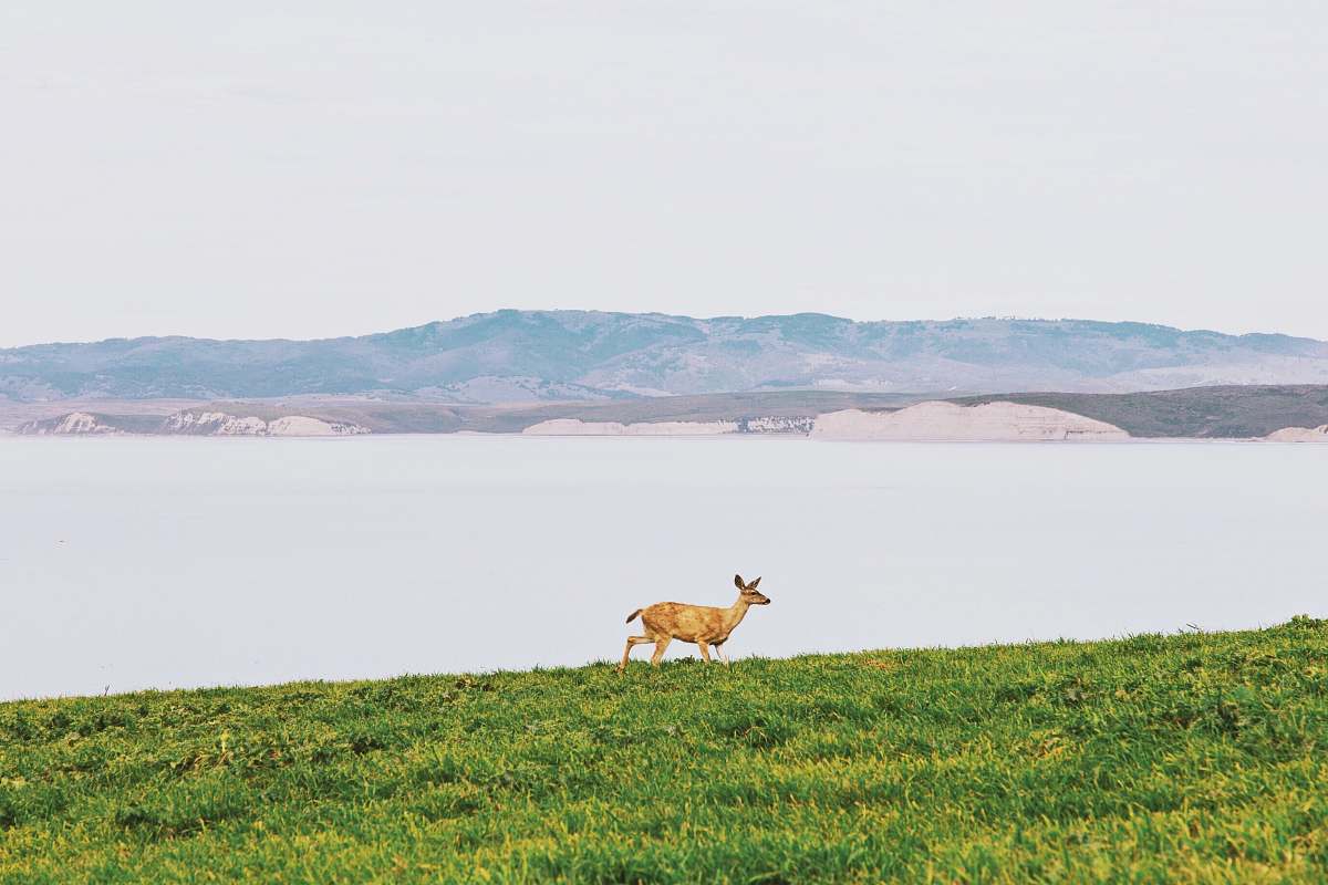 deer brown deer running on grass field mammal