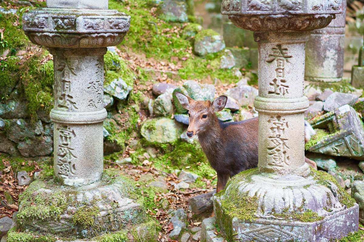 mammal brown deer standing beside concrete column kangaroo