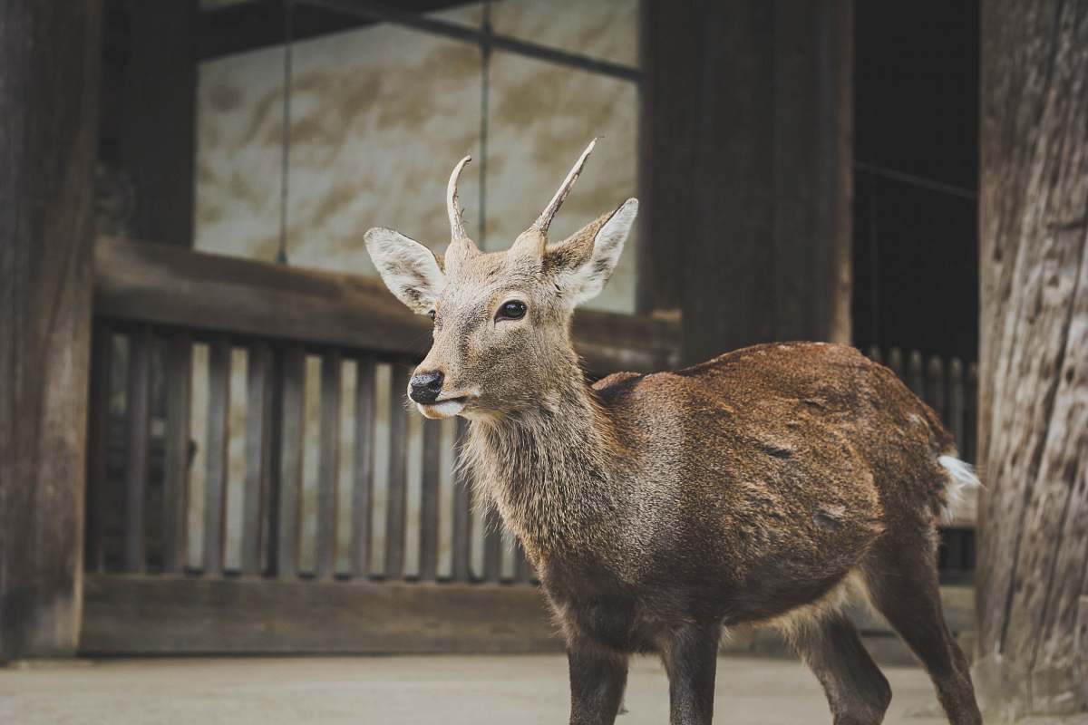 deer brown deer standing near wooden fence japan