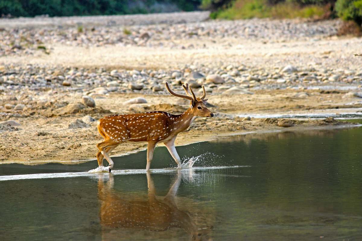 wildlife brown deer walking at water antelope