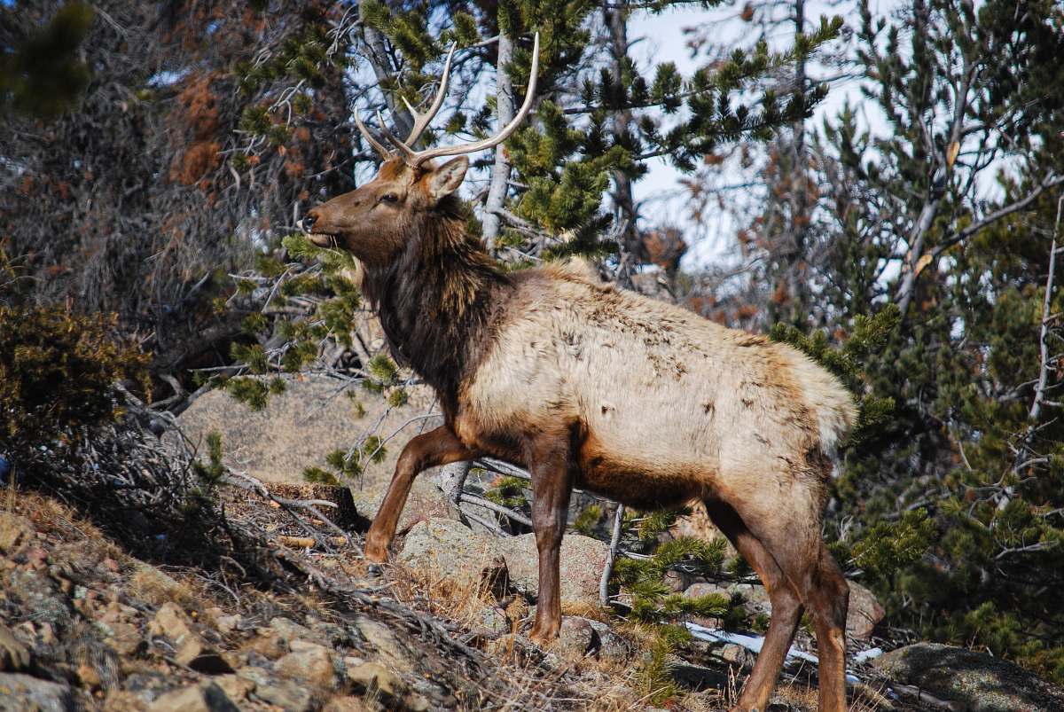 elk brown deer walking on forest deer