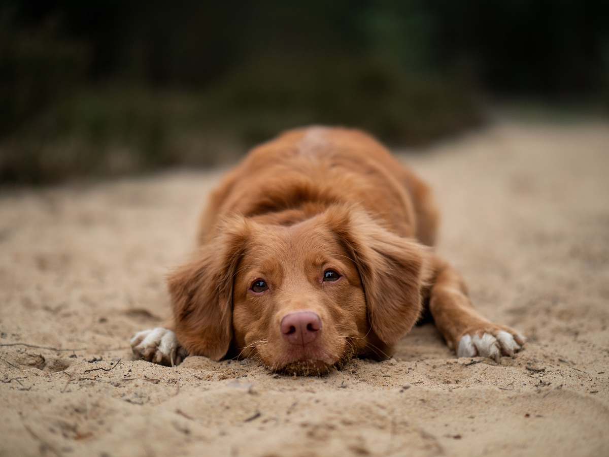 dog brown dog lying on ground pet