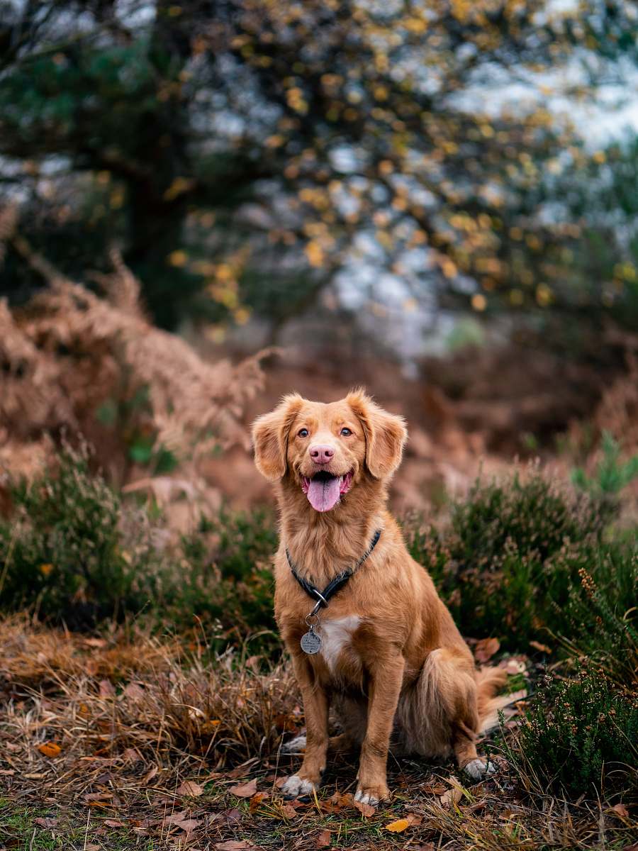 dog brown dog on grass pet