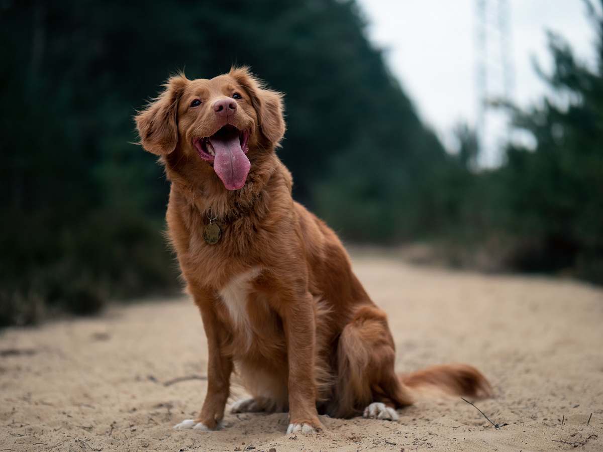 pet brown dog sitting outdoors dog