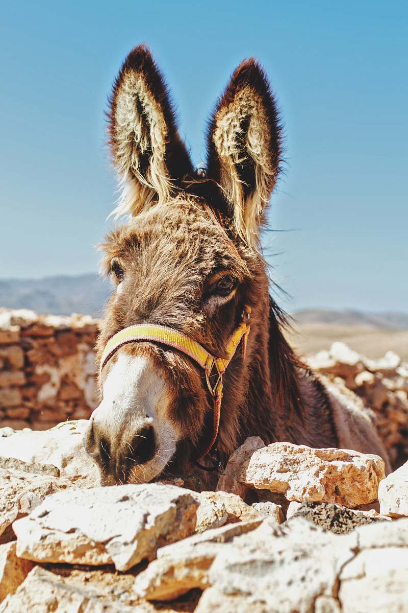 mammal brown donkey standing beside brick wall donkey
