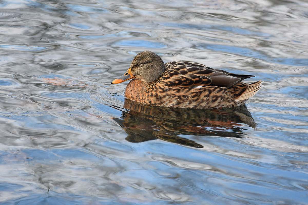 bird brown duck floating on water duck