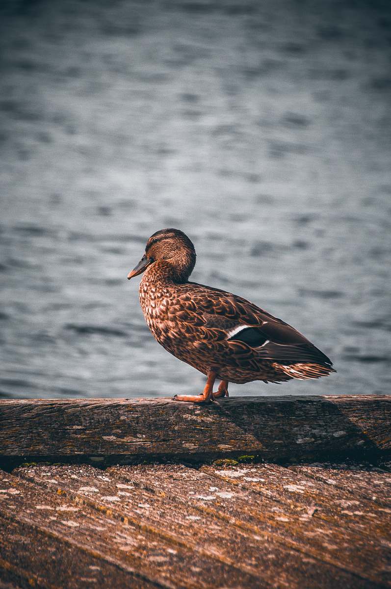 bird brown duck on gray dock waterfowl