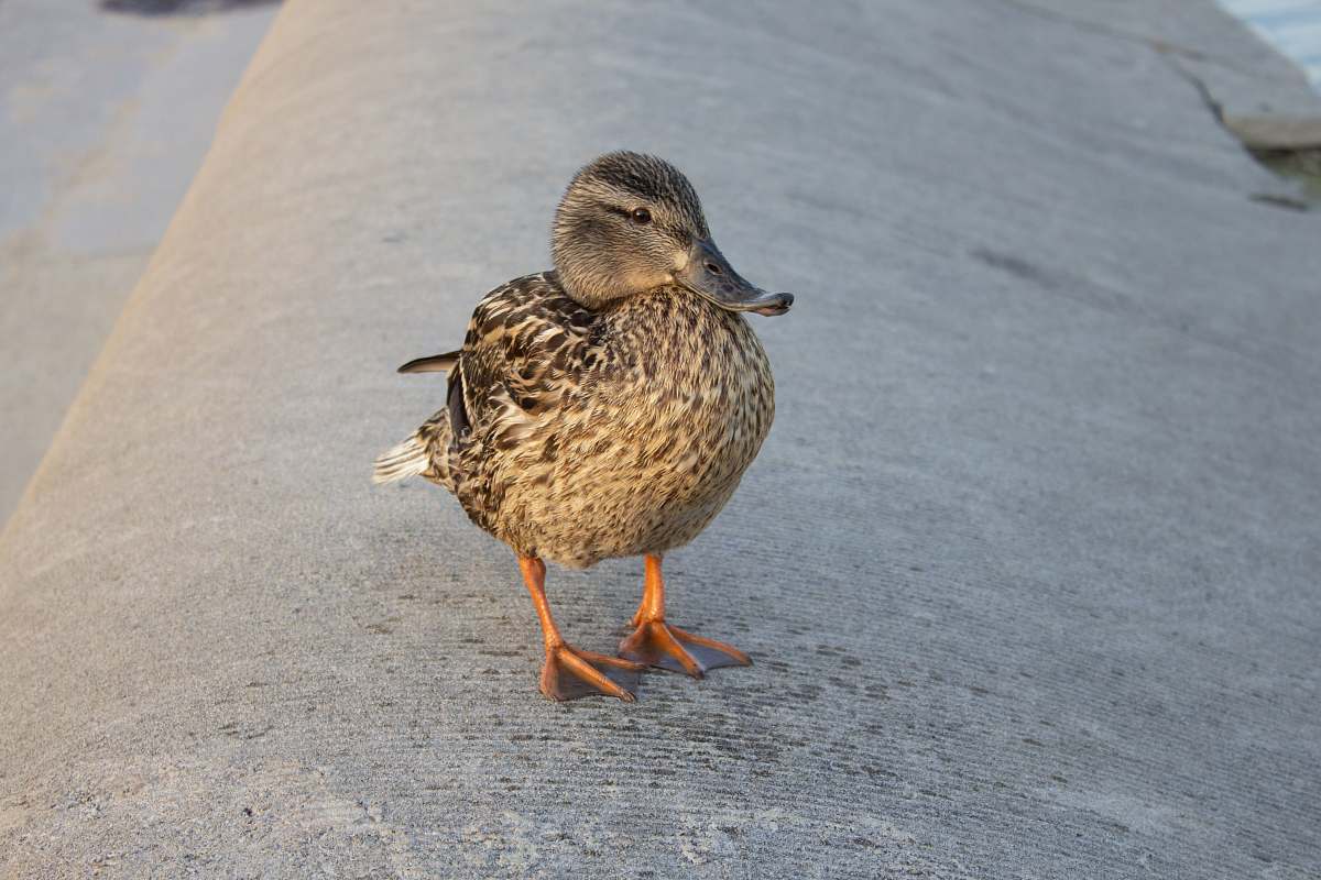 bird brown duck on gray surface waterfowl