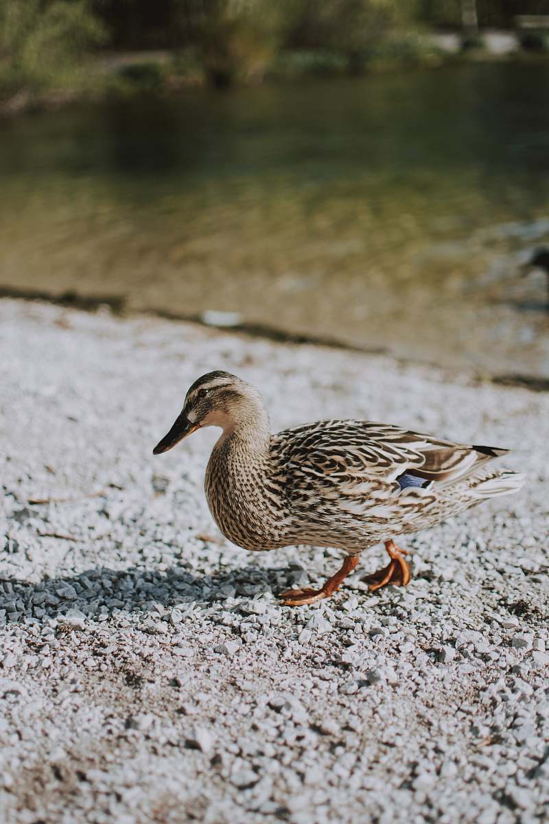 bird brown duck on shore waterfowl