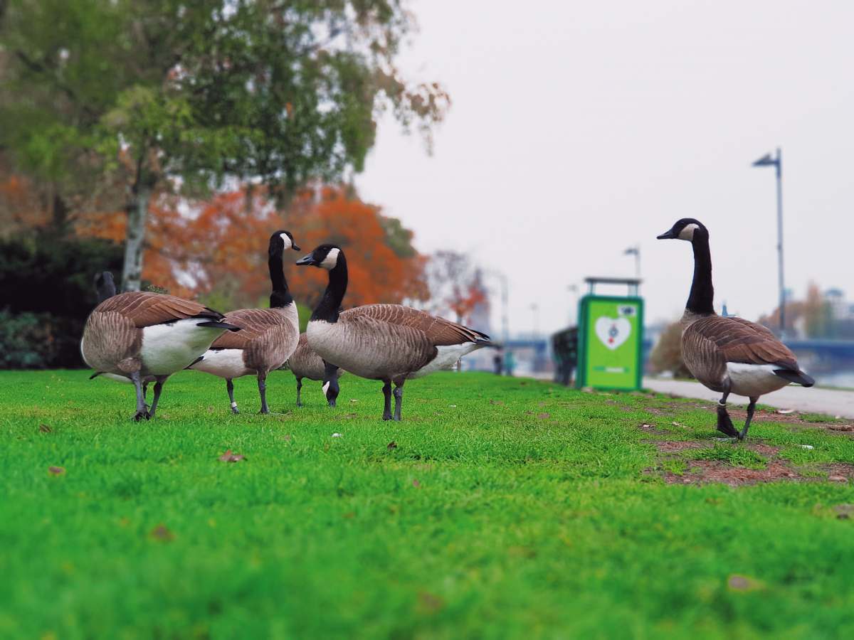 bird brown ducks on field goose