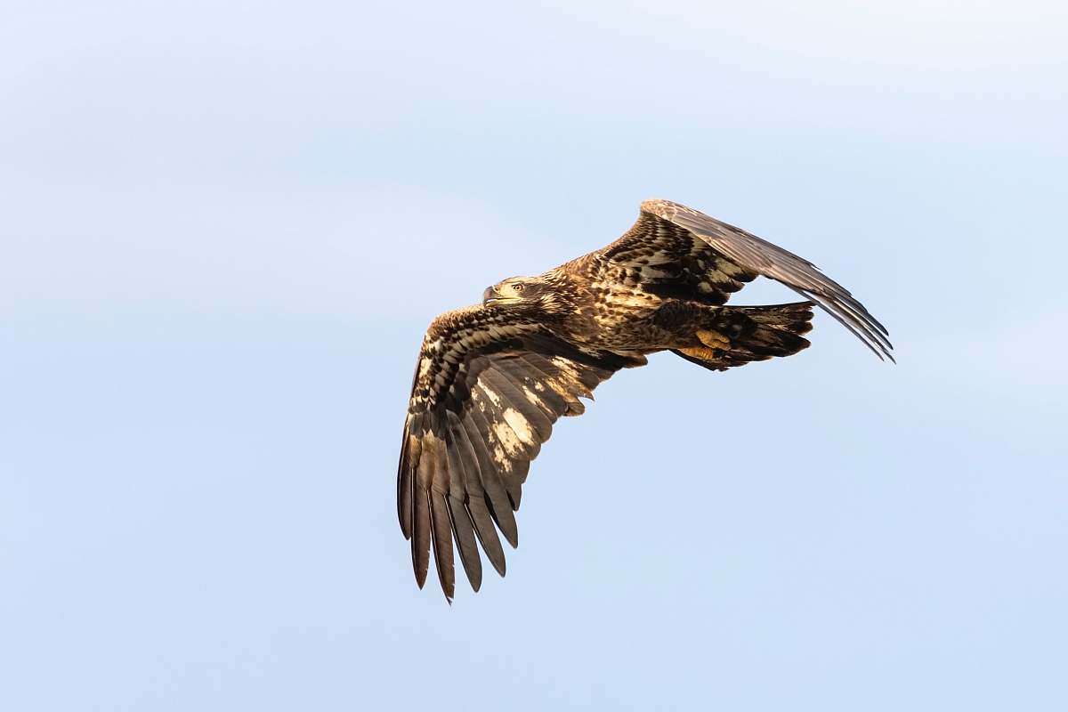 bird brown eagle flynig vulture