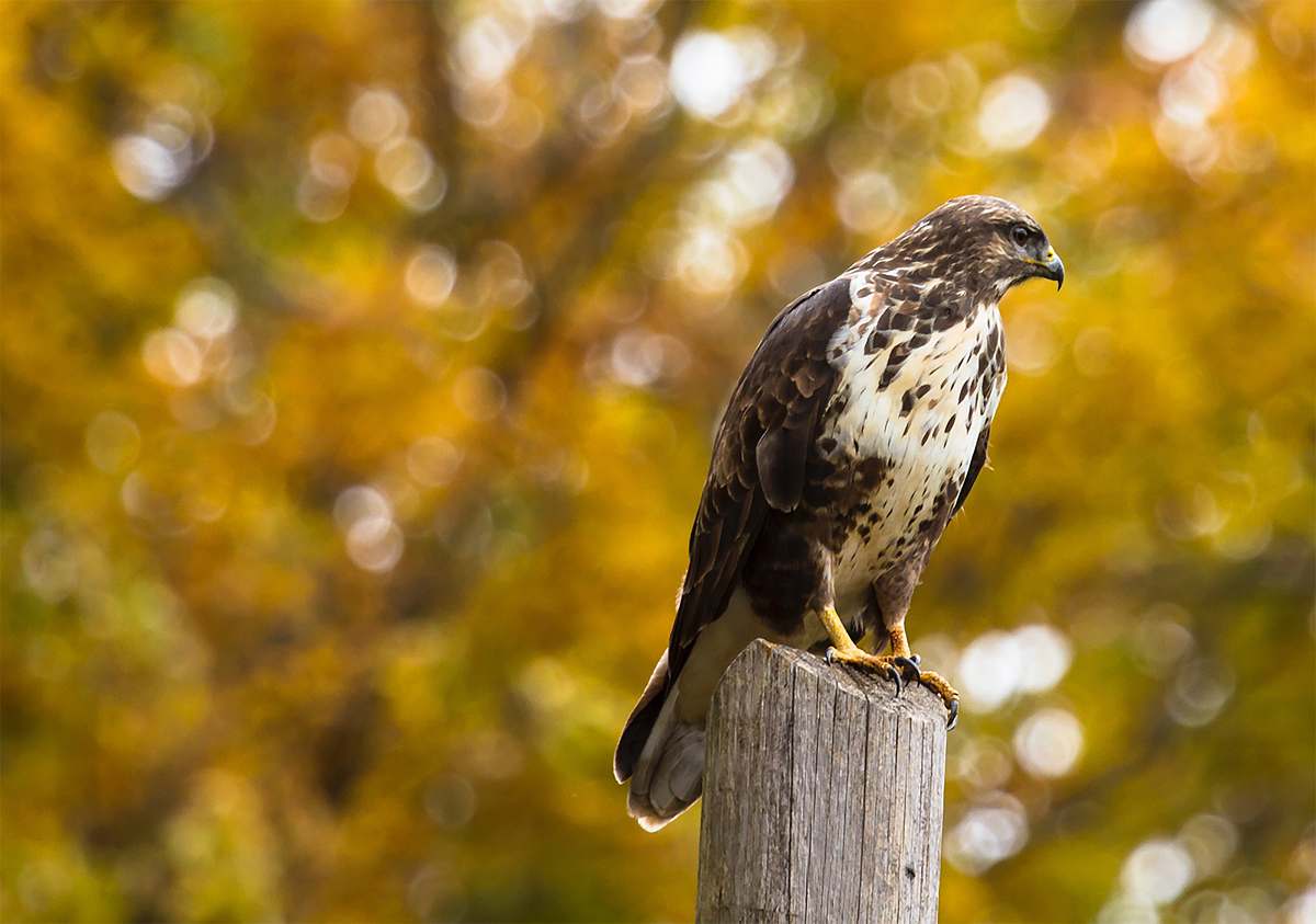 bird brown eagle on gray wooden fence in tilt shift photography hawk