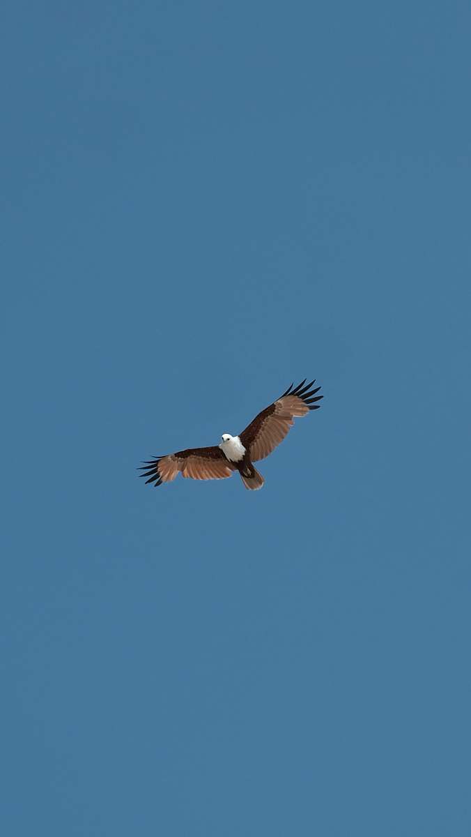 bird brown eagle on mid air eagle