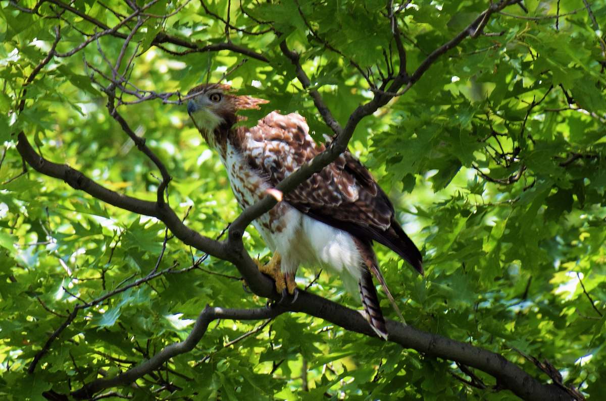 bird brown eagle on tree branch accipiter