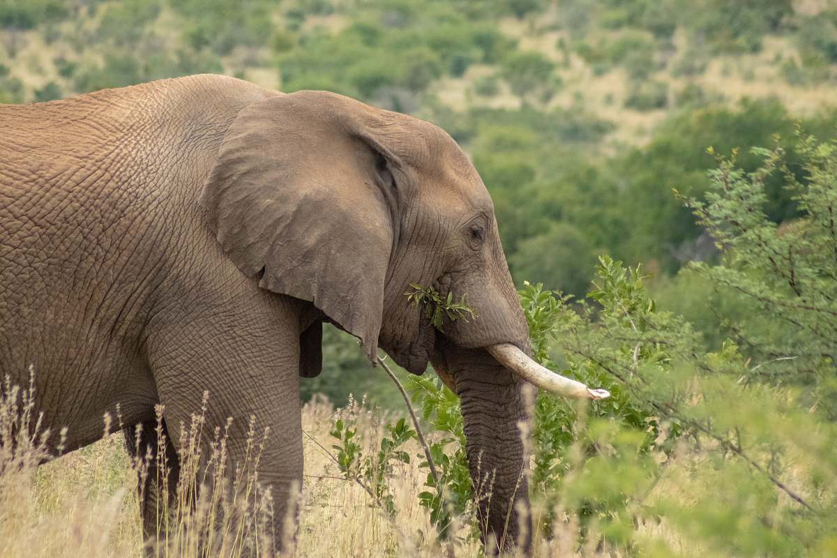 Mammal Brown Elephant During Daytime Elephant Image Free Photo