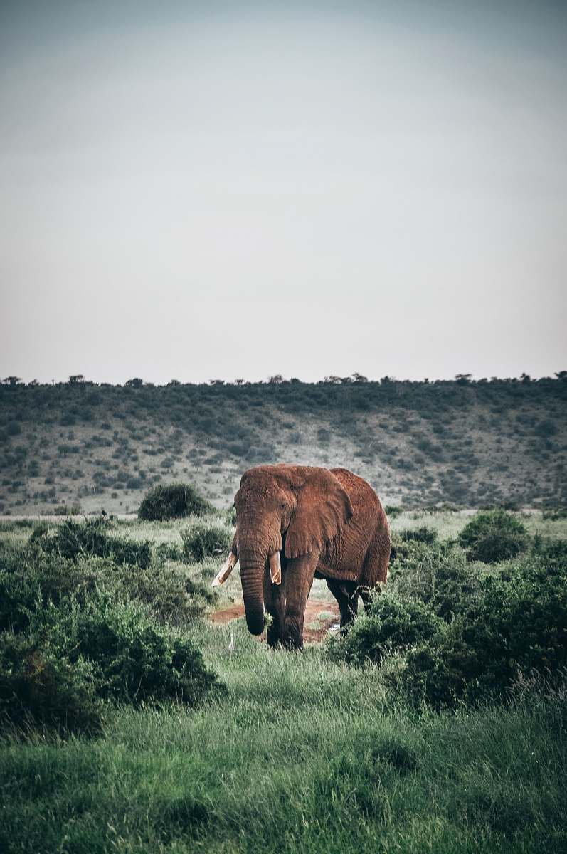 wildlife brown elephant grazing in middle of green field elephant