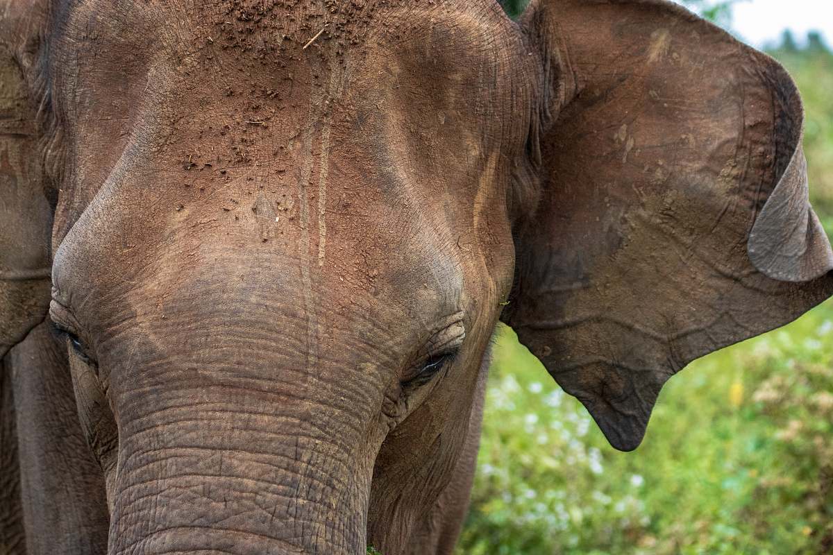 mammal brown elephant in close-up photo elephant