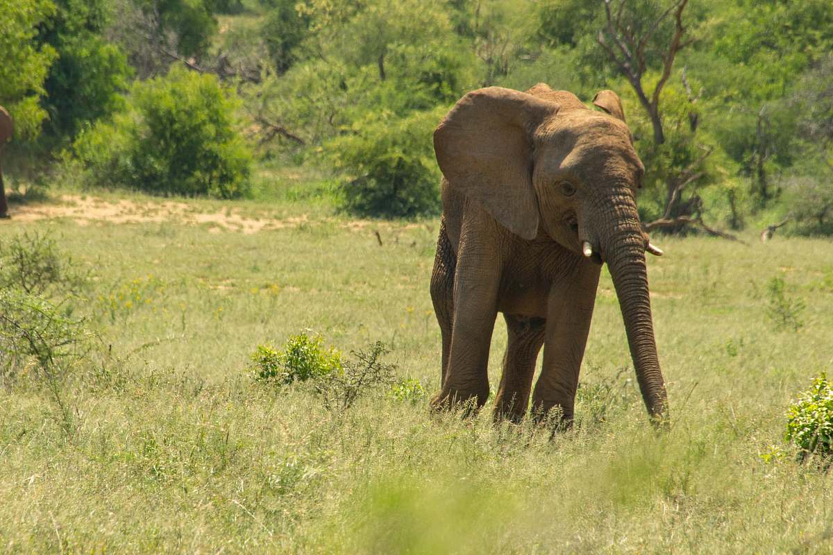 elephant brown elephant near tree mammal