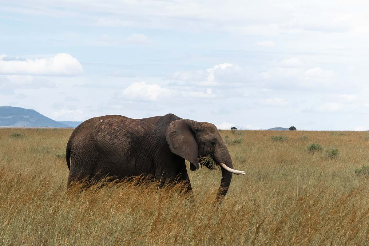 wildlife brown elephant on field elephant