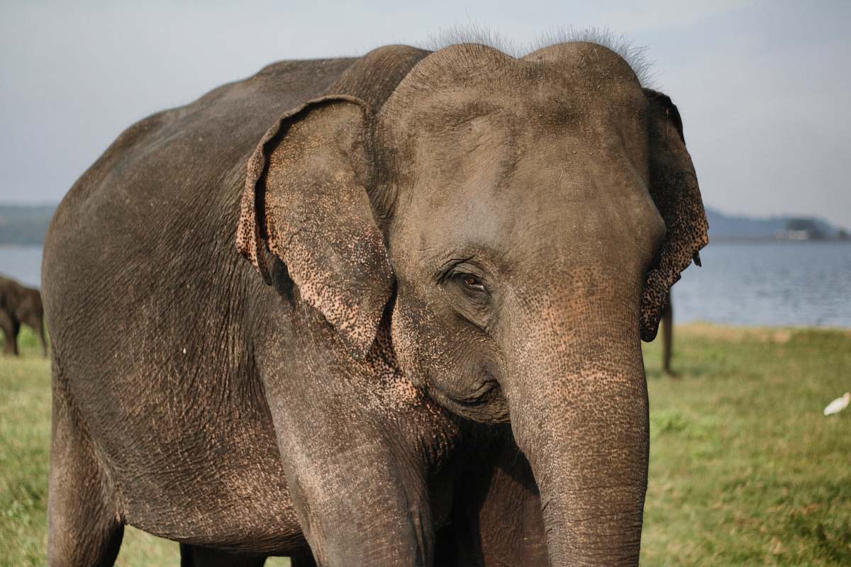 mammal brown elephant on grass elephant