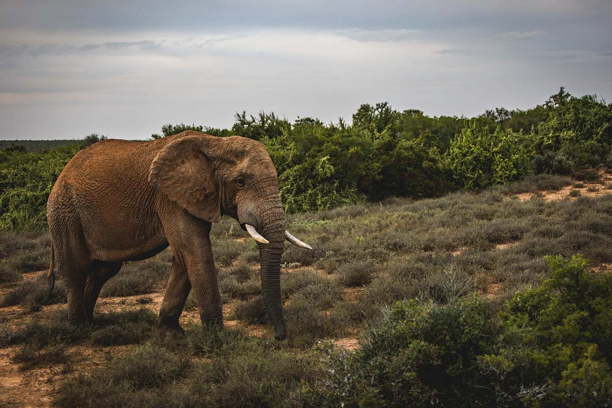 mammal brown elephant on grassy field elephant