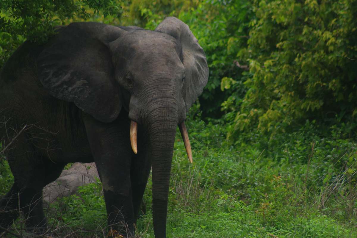 mammal brown elephant on green grass near trees wildlife