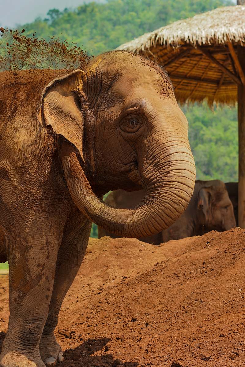 mammal brown elephant playing with dirt during daytime elephant