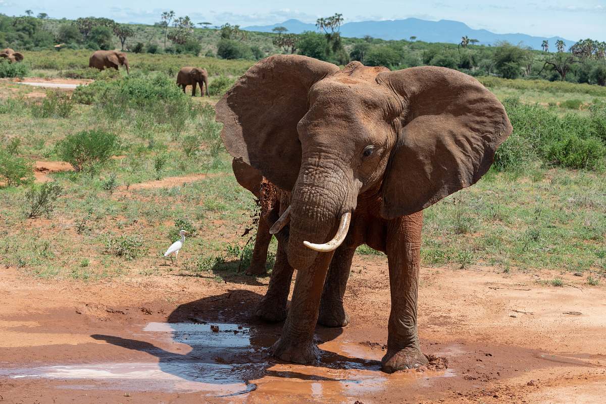 mammal brown elephant standing elephant