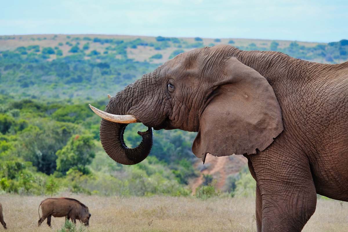 Elephant Brown Elephant Standing Near Boar Mammal Image Free Photo